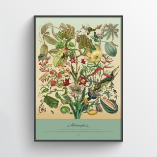 Plakat Metamorfozy 2