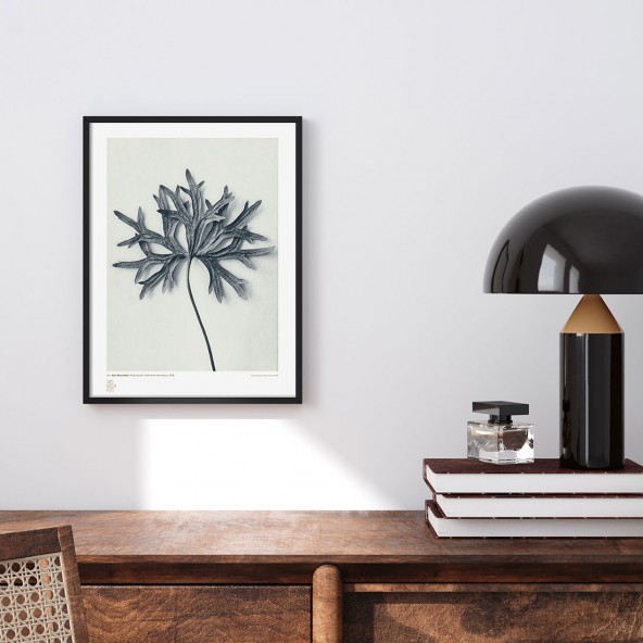 Plakat Studium rośliny III Plakat Studium rośliny III