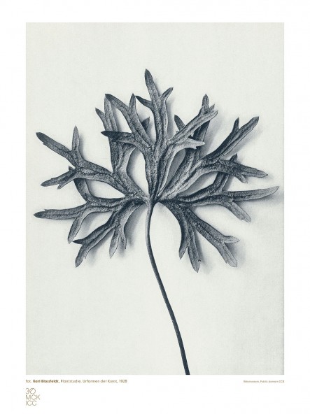 Studium Rośliny III Poster Studium Rośliny III Poster