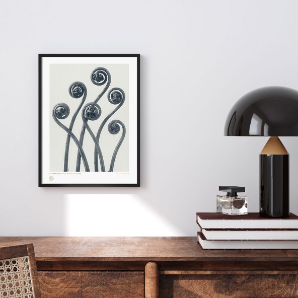 Studium Rośliny II Poster