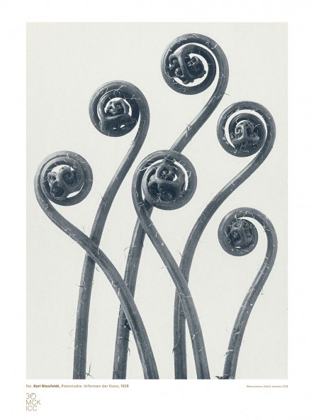 Studium Rośliny II Poster