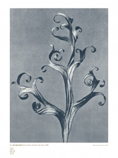 Plakat Studium rośliny I