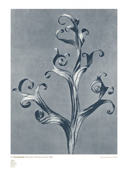 Plakat Studium rośliny I Plakat Studium rośliny I