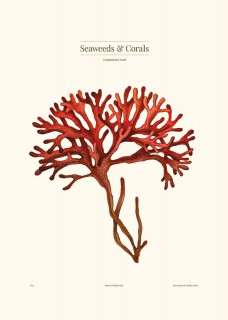 Plakat Gorgonian