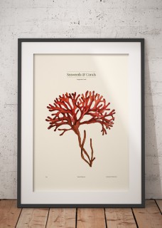 Plakat Gorgonian 2