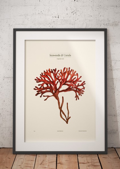 Gorgonian Gorgonian