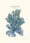 Plakat Kallymenia Blue Plakat Kallymenia Blue