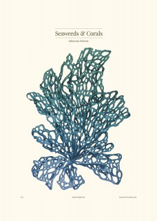 Plakat Kallymenia Blue