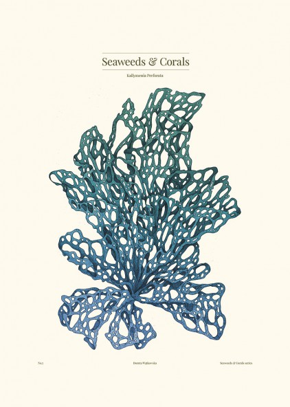 Plakat Kallymenia Blue Plakat Kallymenia Blue