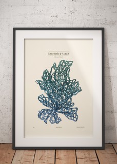 Plakat Kallymenia Blue 2