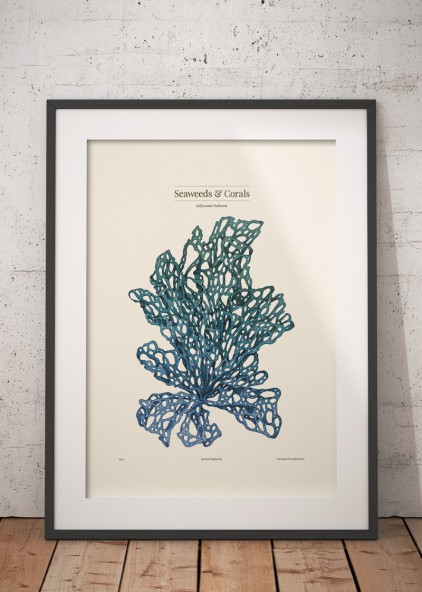 Kallymenia Blue Kallymenia Blue