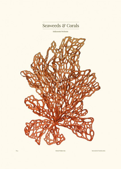 Plakat Kallymenia Orange