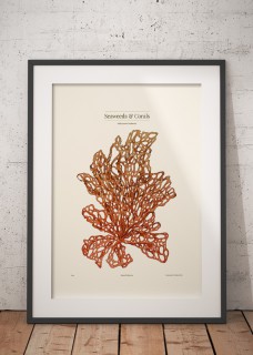 Plakat Kallymenia Orange 2