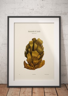 Plakat Madrepora 2
