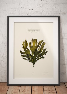 Nitophyllum 2